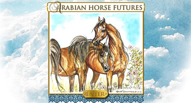 2015arabian horse futures 2015arabian horse futures