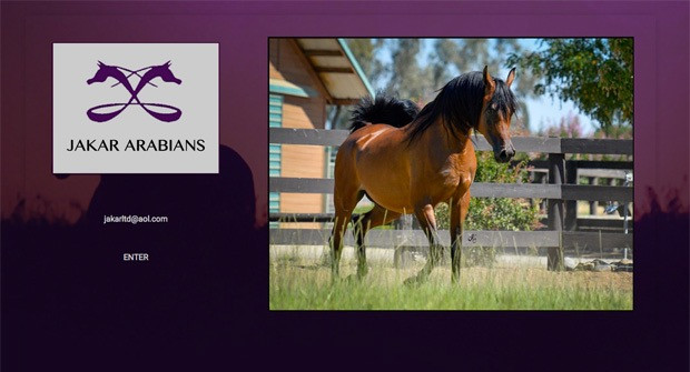 2017jakar arabians 2017jakar arabians